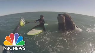 Watch: Whales Swim Alongside Paddleboarders In Argentina
