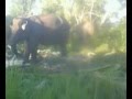 Gajah Lepas