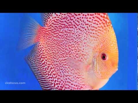 Discus Fish Gallery