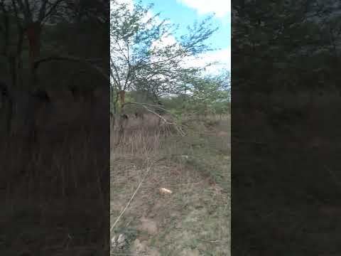 FAZENDA VILA NOVA É SHOW!!!