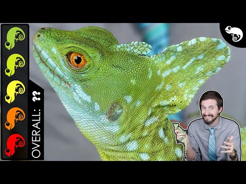Bazilisk zelený (Basiliscus plumifrons) — Green Basilisk, terárijný chov a starostlivosť