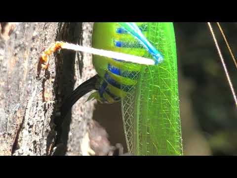 Icaro de la camalonga - Bladimir Murayari