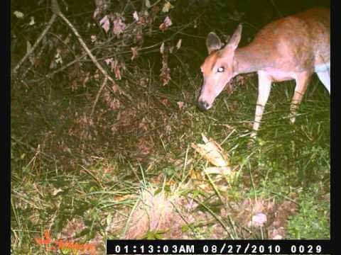 colt ford - cricket on the line