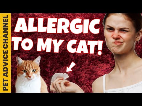 Tips for dealing with cat allergies when you have a cat