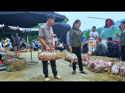 Bringing Pigs back to the farm: Determined to develop the pig herd - Countryside Life