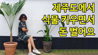 제주도에서 정원을 꾸미고 싶어요. 도와주세요. (한글 자막 있음)