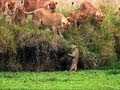 Curious Cub Falls In The Water Little Big Cat BBC Earth