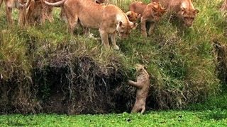 Lion Cub Falls in the Water - Little Big Cat - BBC