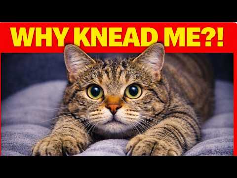 Why Your Cat Kneads You (The Real Meaning)