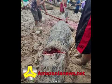 jacaré gigante e morto em Manoel urbano