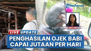 Unik! Pasar Hewan Bolu Toraja Utara Tawarkan Layanan Ojek Babi, Mudahkan Pengiriman Hewan Ternak