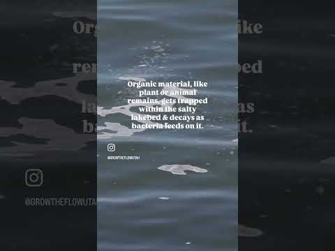 Why Does Great Salt Lake Smell?