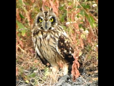Lovely Camouflaged Short-eared Owl - 4