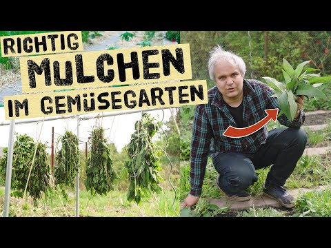 Collect free mulch for the summer now - How to mulch correctly in the vegetable garden
