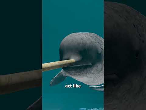 What Exactly IS a Narwhal Horn? 🤔
