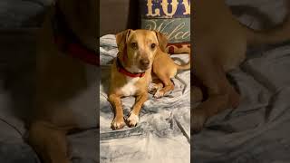 Video preview image #1 Chiweenie Puppy For Sale in Tampa, FL, USA