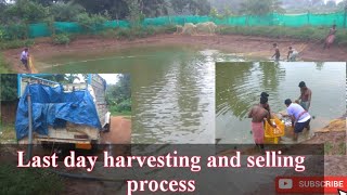 Last harvesting and selling process on my small pond @fish palan