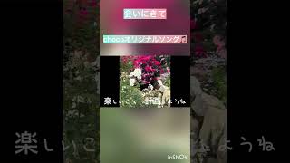 chocoオリジナルソング🎵【会いにきて】#ギター女子 #弾き語り