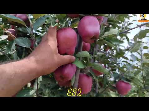 SS2-on-Top-Grafting #reels #farming