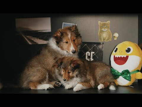 Lucho RK and La Pantera