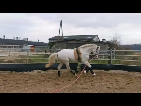 *Gekörter Prämienhengst und Reservesieger v. FS Mr Right 2020*