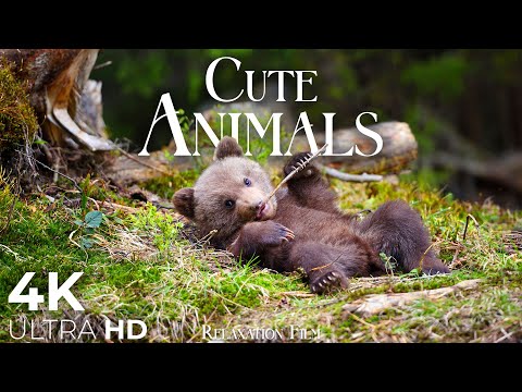Cute Baby Animals 🐻 4K - Relaxation Film with Peaceful Relaxing Music and Animals Video Ultra HD