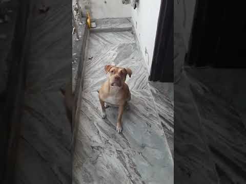 My Sweet And Brave ❤️ Dog ( Daisy) Very Good Catch..........Keep It up....Daisy  💕 😘