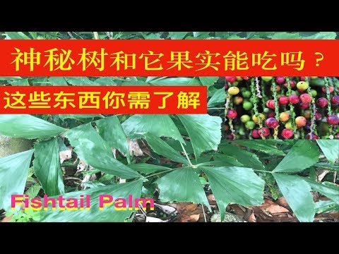 魚尾葵風水