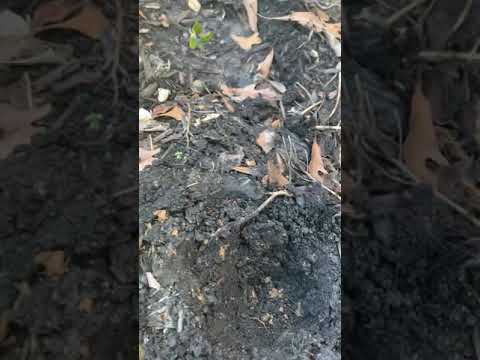 HOW TO PLANT EASTER LILY FLOWER? #SHORTS