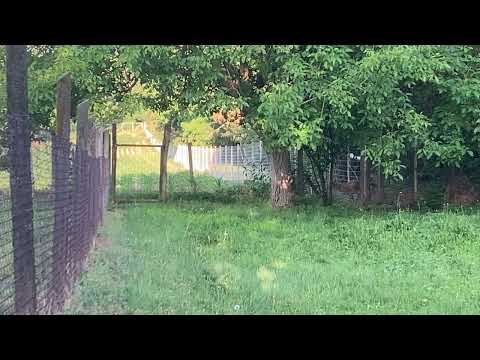 Őz a kert végében