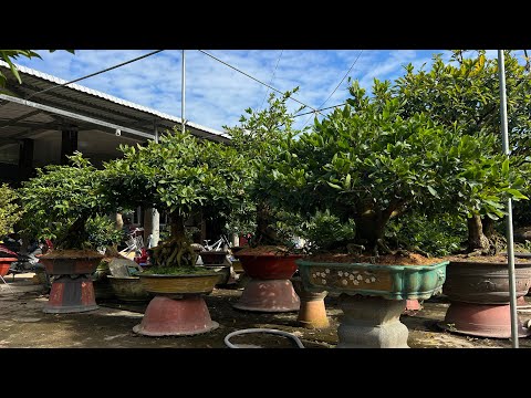 Hạn chế mai nở sớm- tao nụ đẹp và nở đúng dịp Tết