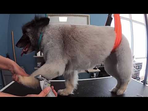 Keeshond needs a BELLY BAND during her Grooming