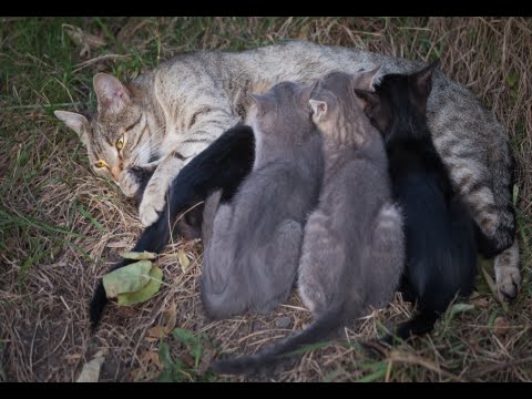 How to Care for a Stray Cat and her Kittens