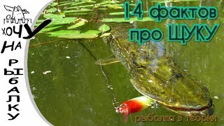 Интересные факты о зимней рыбалке