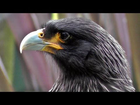 Phalcoboenus australis Johnny Rook