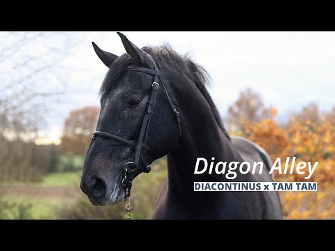 Xtra presents | Diagon Alley loose jumping