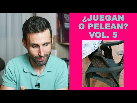 ¿Mis gatos están peleando o jugando? Vol. 5