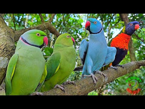 Parrot Talking Mithu Mithu