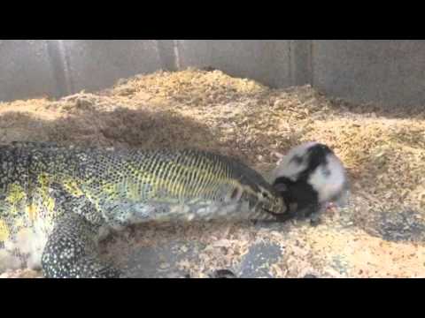 Brutal Nile monitor feeding