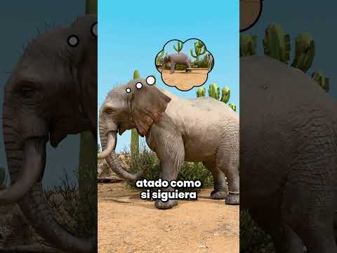 El Elefante GIGANTE Nunca Intentó ESCAPAR 😳