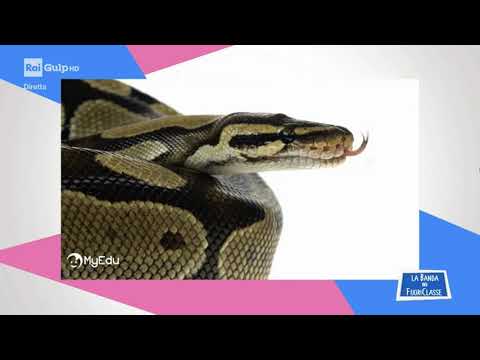 MyEdu per RAI Gulp - SCIENZE - Il pitone