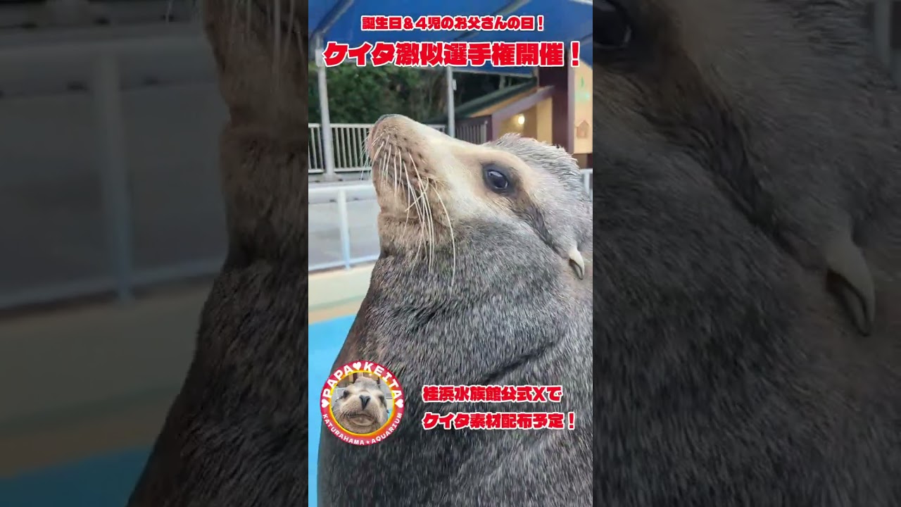 ケイタ激似選手権開催！【カリフォルニアアシカ】