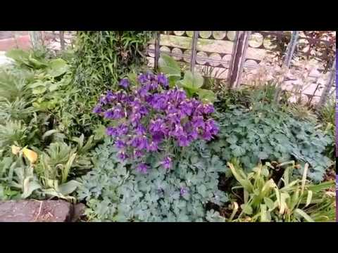 Gradina Magura -Teleorman mai 2020