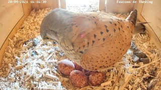 The male learns to brood