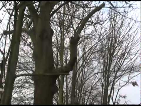 Baumschnitt - Äste richtig schneiden ohne Huthaken