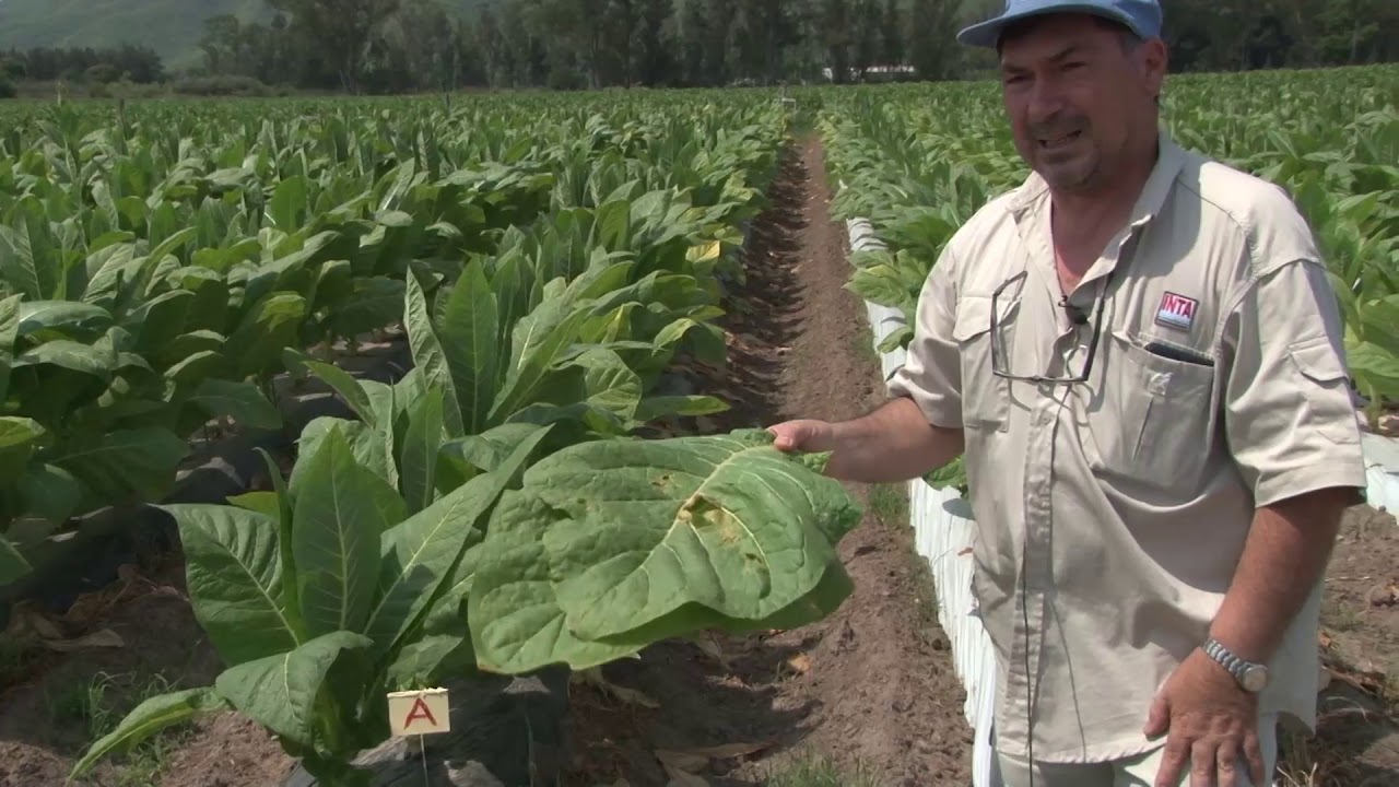 Producción de hojas de tabaco para Puros Artesanales