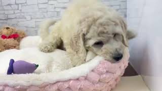 スタンダードプードルの動画01