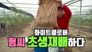 초생재배 클로버 파종하기 핑거라임하우스