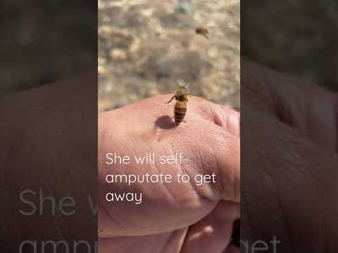 , title : 'Ouch! Honey bee gets stuck to my hand #shorts