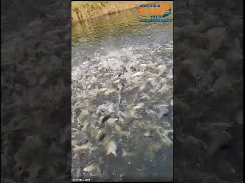 Pellets pro indo aqua fish feed 28/4 protein floating fish f...